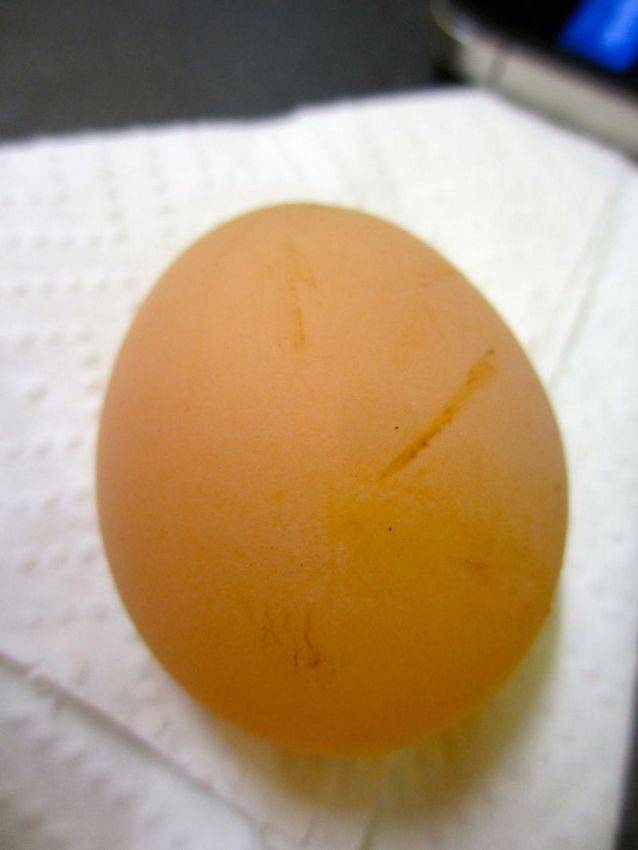 Болезни яиц