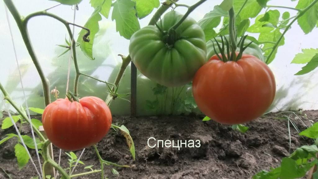 Сорт томатов спецназ, описание, характеристика и отзывы, а также особенности выращивания