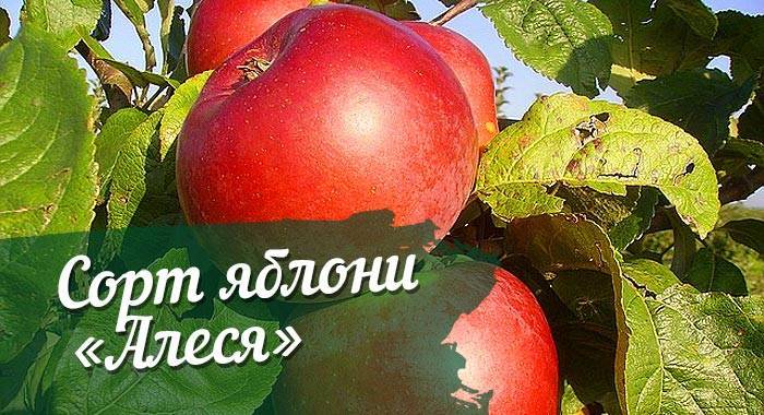 Сорт яблони алеся – описание, фото