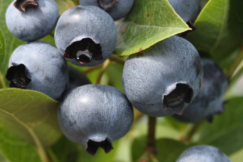 Голубика дюк – описание сорта: характеристики растения и плодов, преимущества, техника выращивания
