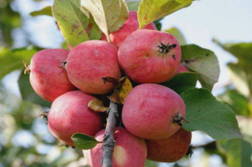 Характеристика и описание яблони сорта пепин шафранный, посадка и уход