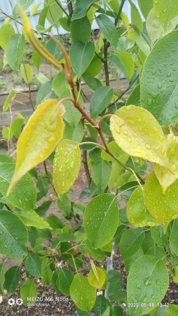 Желтые листья у груши как лечить - дневник садовода semena-zdes.ru