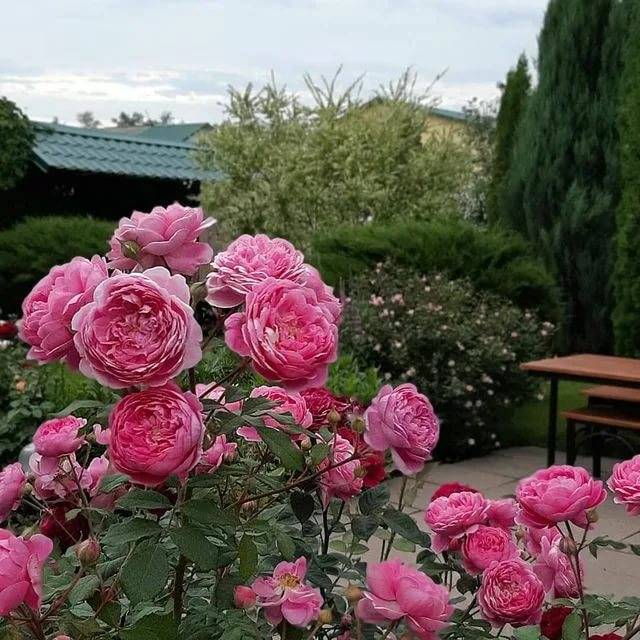 О розе алан титчмарш (alan titchmarsh): характеристики сорта розы остина