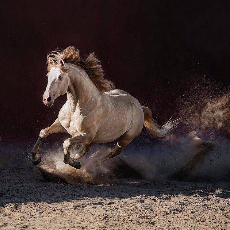 Фильмы про лошадей – 25 лучших новинок последних лет