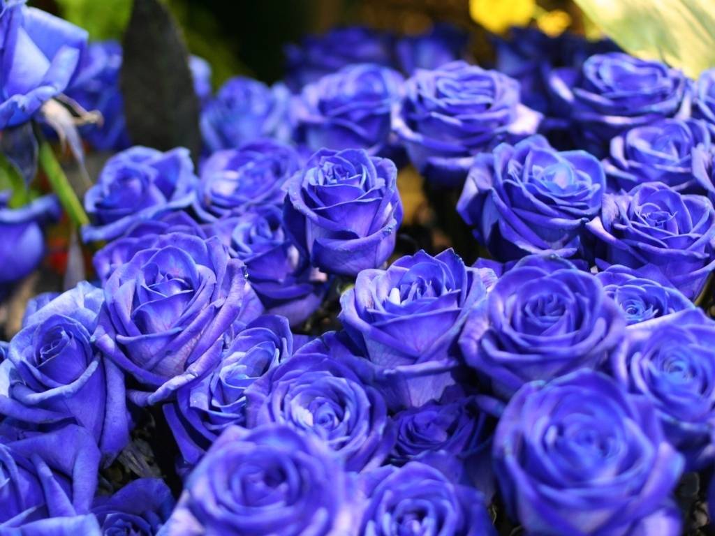 Синяя роза — легенда или реальность?