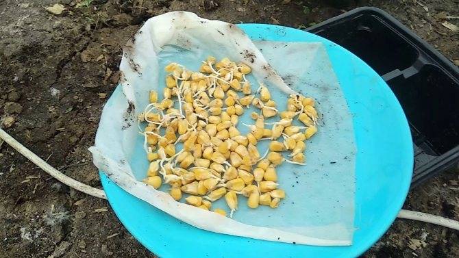 Посадка кукурузы в открытый грунт: как получить хороший урожай при минимальном уходе