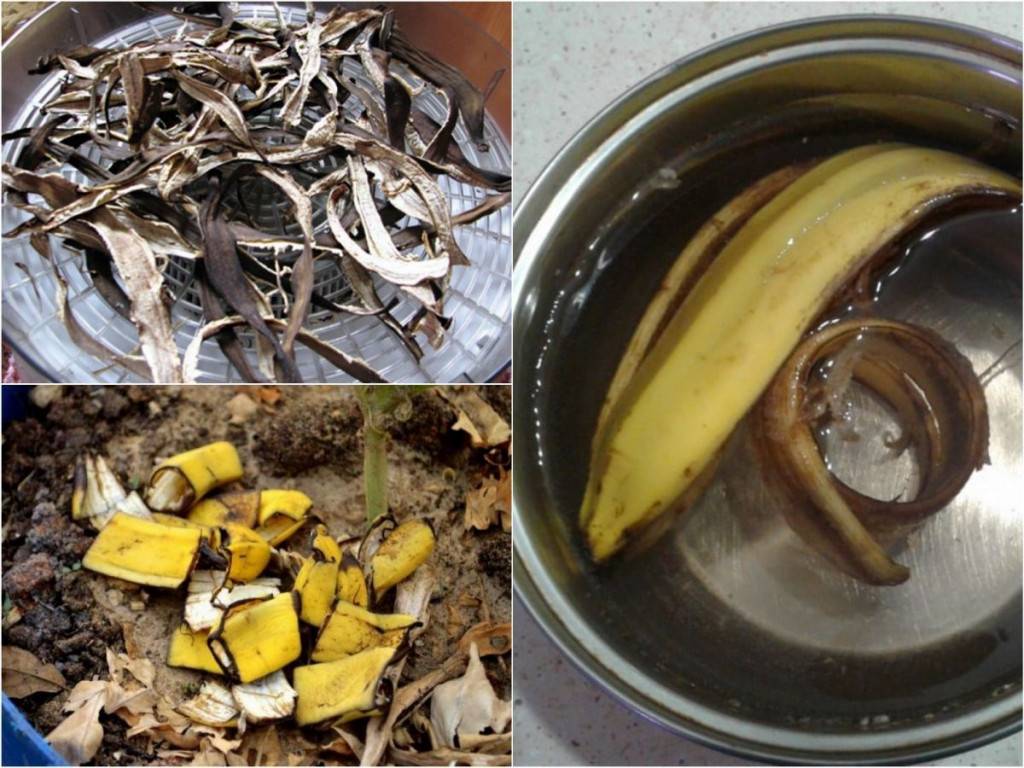 Банановая кожура для огорода как удобрение: способы применения
