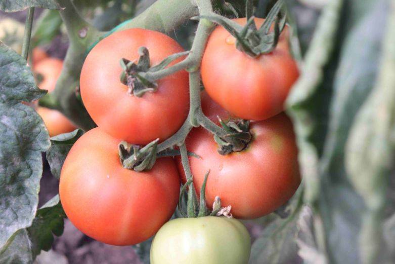 О томате самара: описание сорта, характеристики помидоров, посев