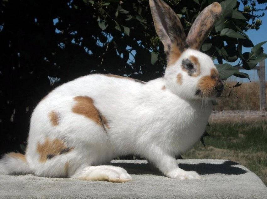 Породы кроликов: домашние виды и не только