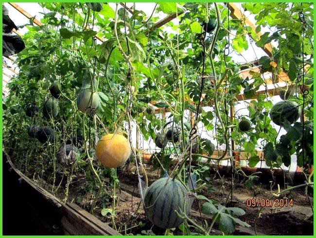 Выращивание арбузов на урале в теплице: технология, советы, фото, видео