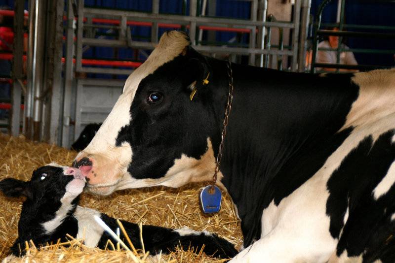 Сколько у коровы длится беременность: сроки, факторы, допустимые отклонения от нормы