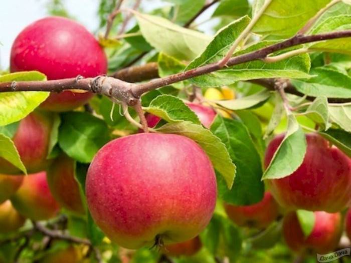 Обилие урожая и прекрасный вкус демонстрирует яблоня избранница