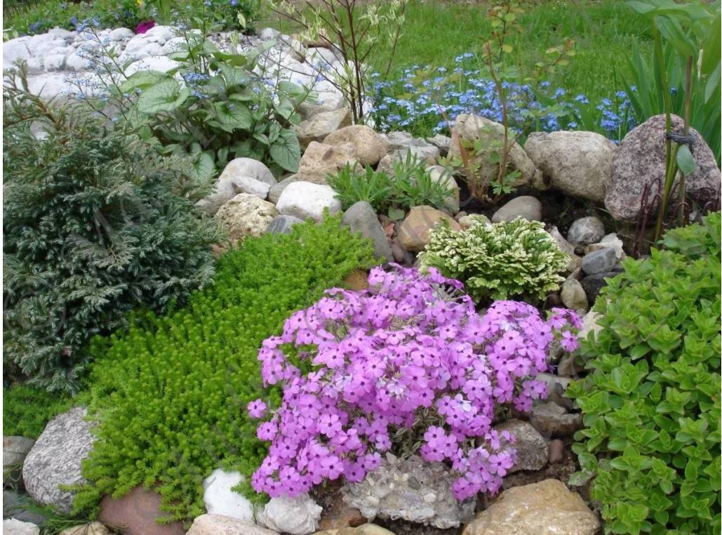 Растения для альпийской горки: названия многолетних цветов, цветущих все лето, устройство камней
 - 39 фото
