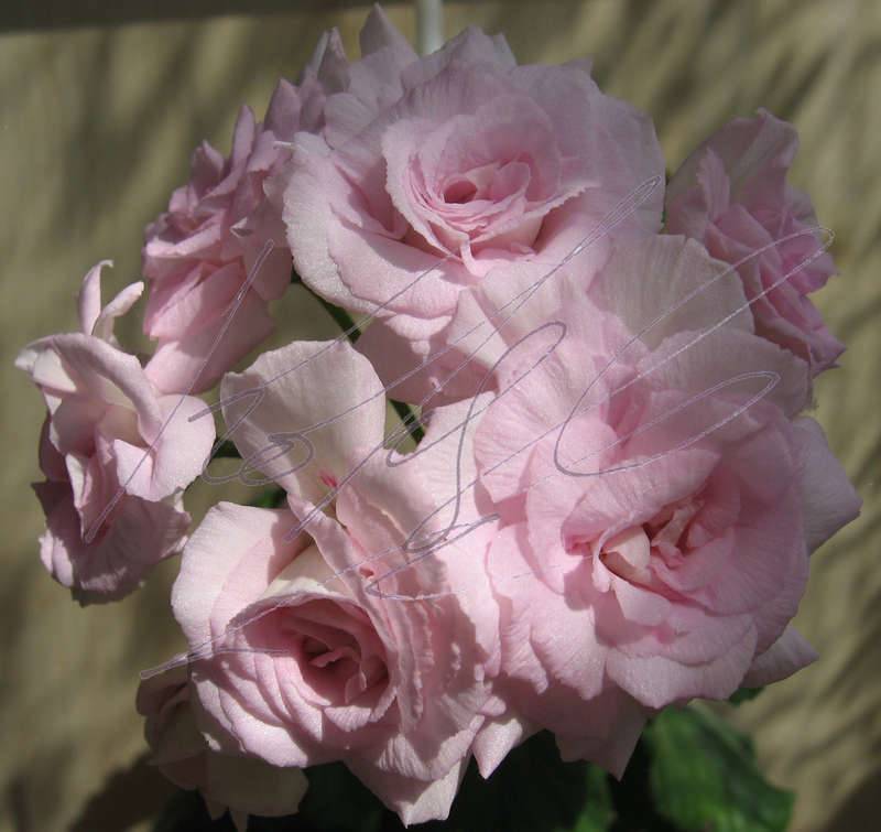 Изысканно цветущая пеларгония милфилд роуз с некапризным характером