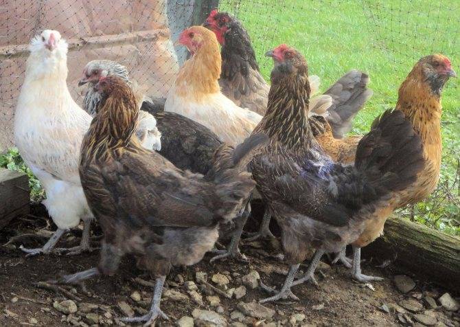 Амераукана: пасхальная порода кур
