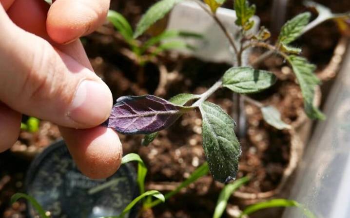 Фиолетовые листья у рассады помидоров: что делать?