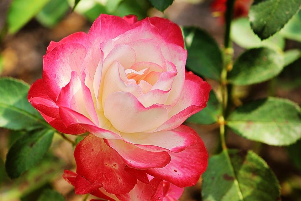 Сорта роз (130 фото): с фото и названиями, сорта и разновидности, мелкие, высокие, все разновидности с описанием, какие виды роз бывают