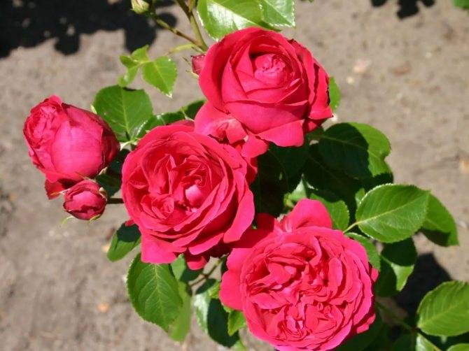 Советы по уходу за розами erik tabarly. советы по уходу за розами erik tabarly розы эрик таберли