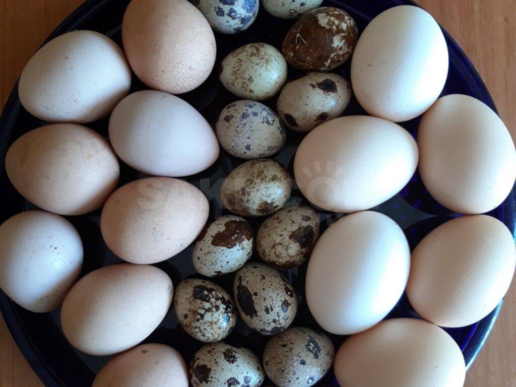 Когда и почему начинают нести яйца цесарки