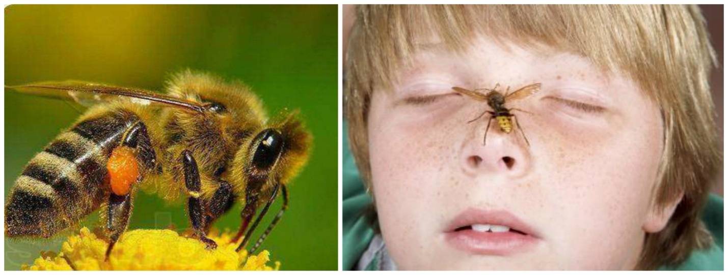 Первая помощь детям при укусах насекомых