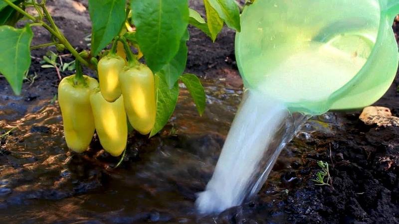 Как поливать перец в теплице и открытом грунте: частота и правила полива