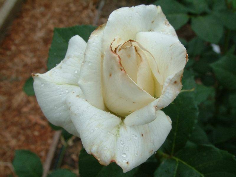 Трипсы на розах: как справиться с вредителям на кустарнике