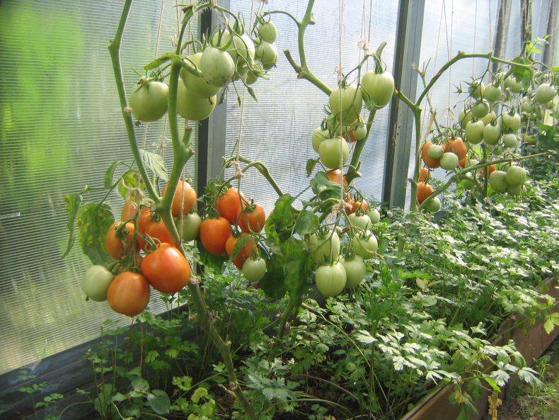 Что можно сажать с помидорами в одной теплице. 6 растений, которые можно посадить с помидорами в теплице | дачная жизнь