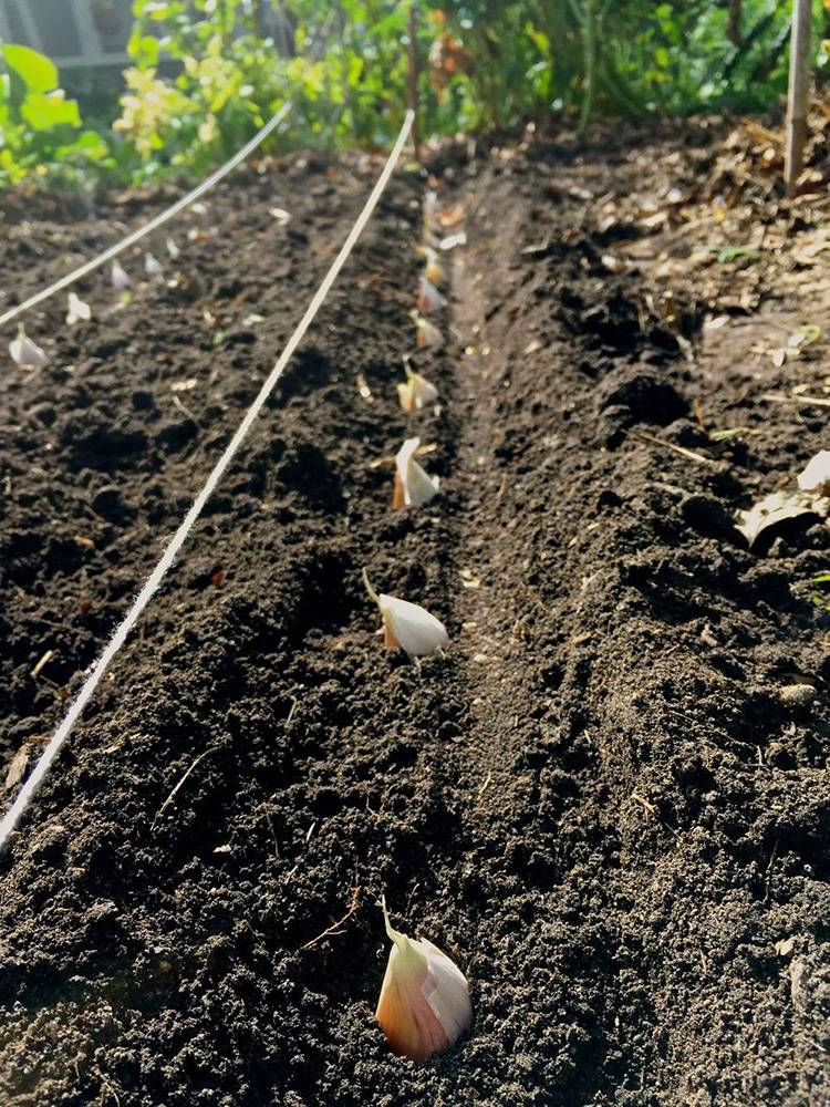 Выращивание чеснока в открытом грунте: технология и уход