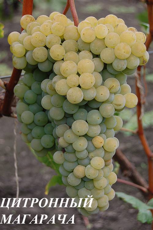 Популярный винный сорт винограда «цитронный магарача»