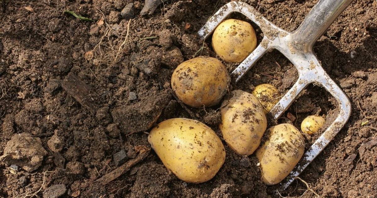 Начало картофельфеста или когда копать картошку