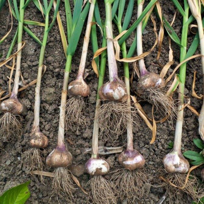 Выращивание озимого и ярового чеснока в открытом грунте: подготовка почвы, сроки посадки, особенности ухода