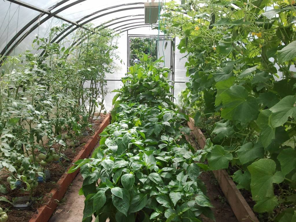 Выращивание огурцов и томатов в одной теплице