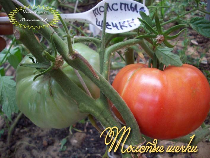 Описание сорта томата толстые щечки и его характеристики - всё про сады