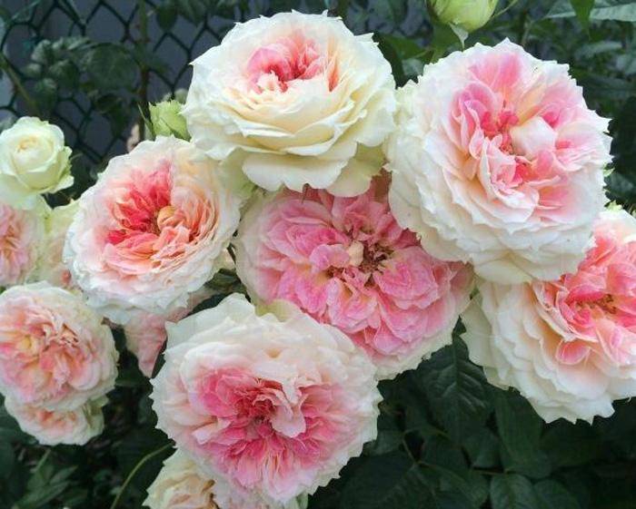 О розе Cesar: описание и характеристики, выращивание плетистой розы