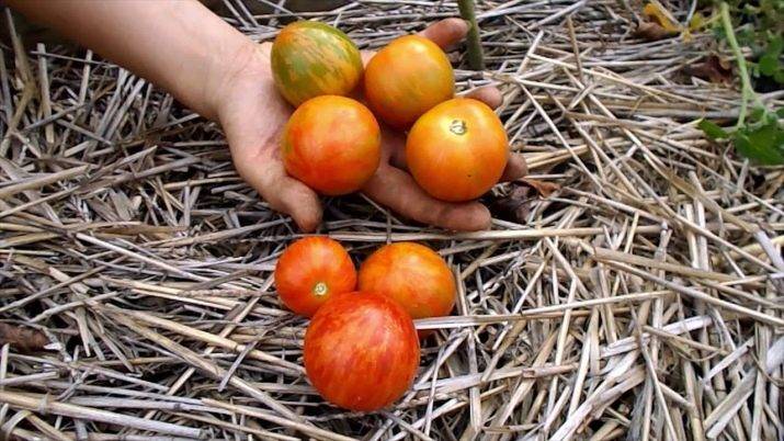 Ампельные томаты (фото) - выращивание и сорта | сайт о саде, даче и комнатных растениях.
