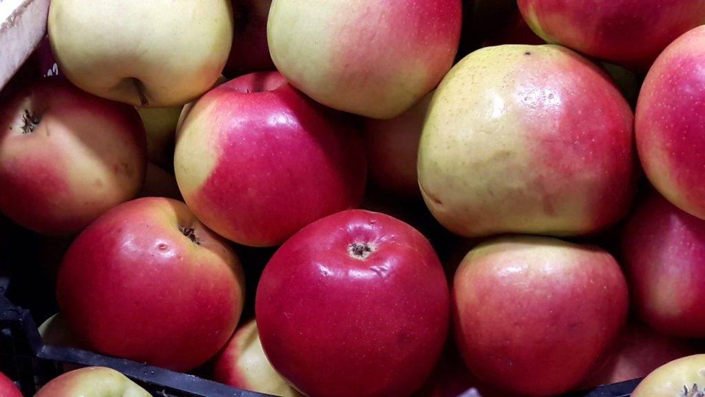 Крупноплодная яблоня лигол: описание, фото