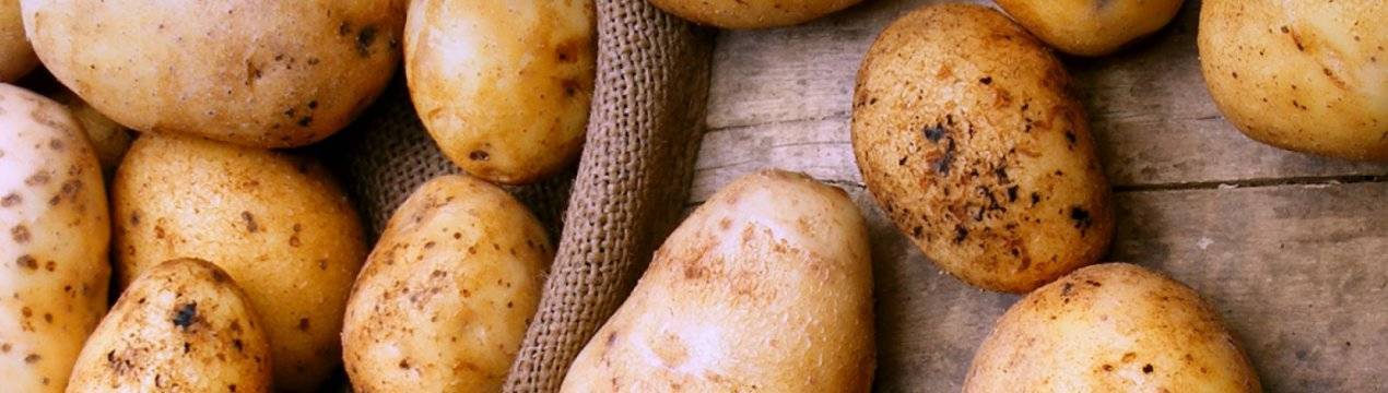 Картофель агрия: описание сорта, фото, отзывы, вкусовые качества