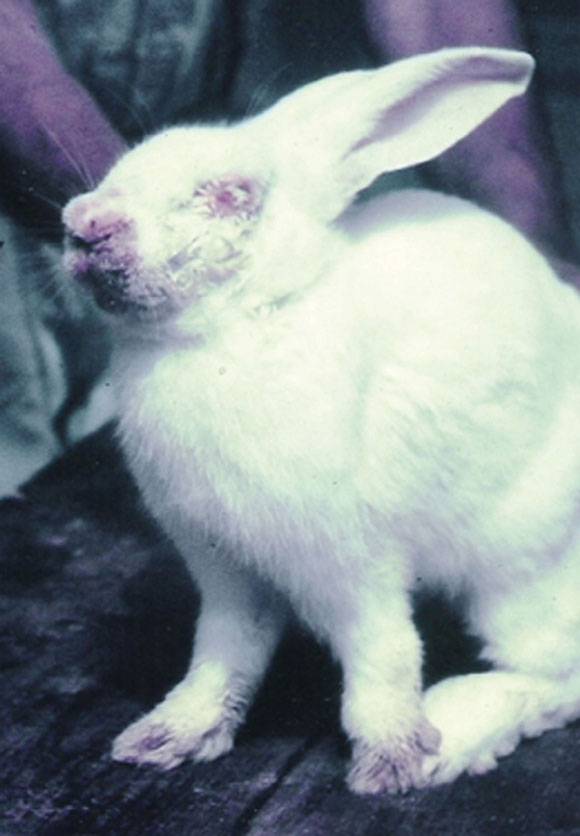 Как победить миксоматоз у кроликов