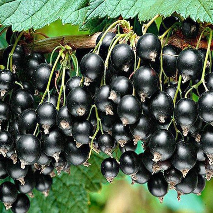 Смородина титания: описание сорта черной смородины, выращивание - посадка и уход