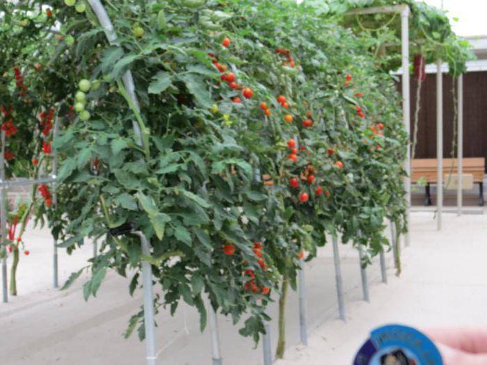 Сорт томата спрут f1: технология выращивания