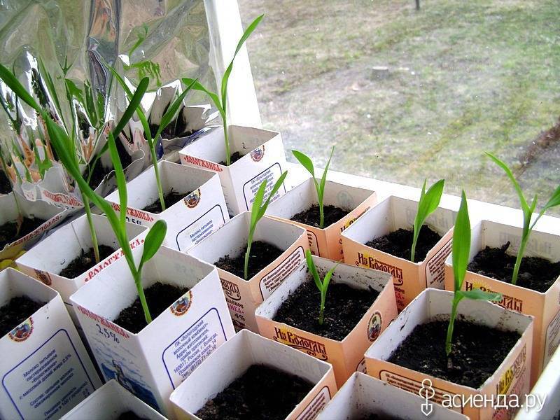 Посадка кукурузы: срок посадки, лучшие сорта, как подготовить и сохранить семена, способы и схема посадки, дальнейший уход