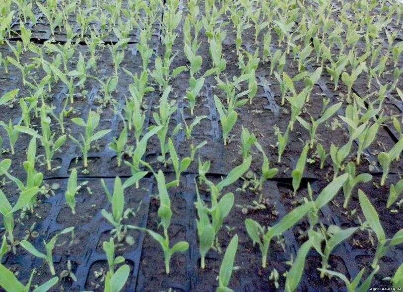 Сроки посева и посадки кукурузы в 2021 году: полноценное выращивание и уход. когда и как сажать кукурузу в 2021 году