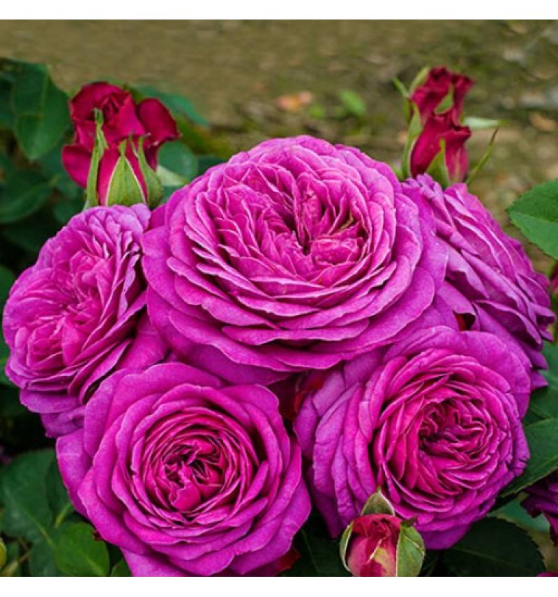 О розе хайди клум (heidi klum): описание и характеристики розы флорибунда
