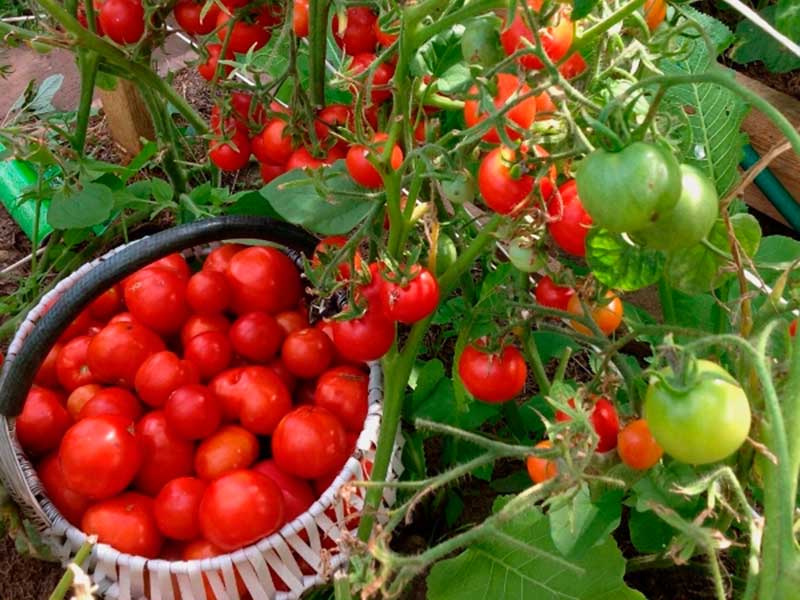 Томат земляк: описание сорта помидоров, отзывы тех, кто его сажал, фото кустов и полученного урожая