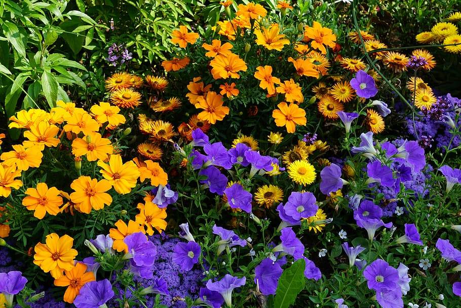 Садовые цветы для дачи, цветущие все лето с фото и названием