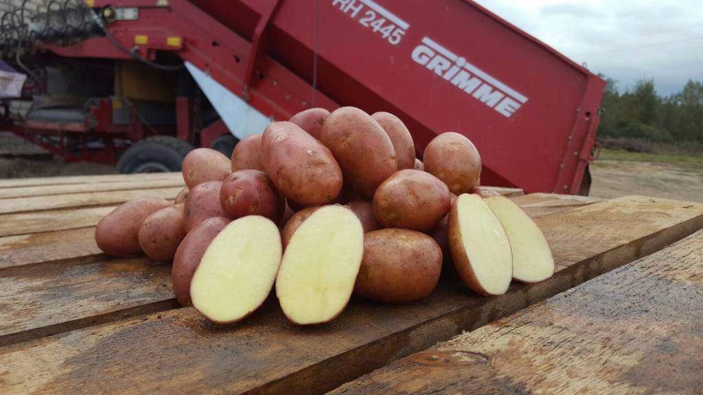 Бесподобный картофель "ажур" с подробным описанием сорта, наглядными фото и характеристикой русский фермер