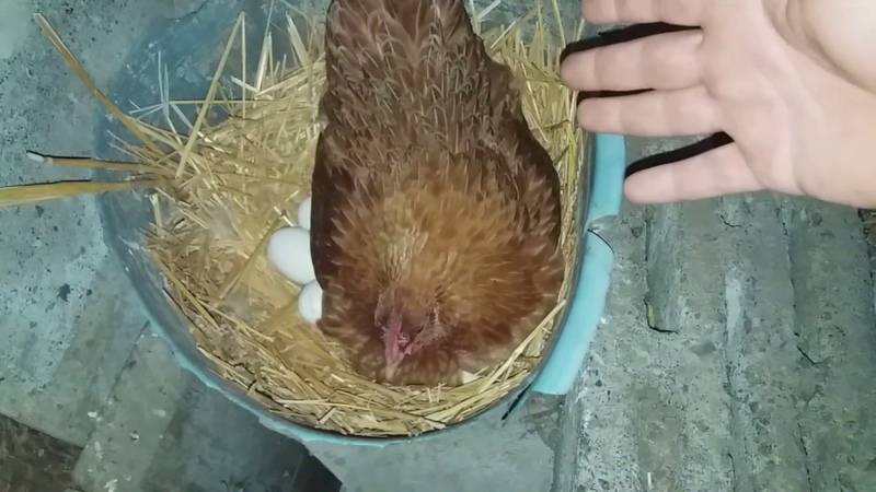 Курица села на яйца, что делать дальше? подготовка гнезда, продолжительность высиживания и уход за несушкой