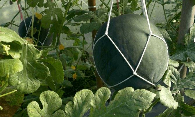 Выращивание арбузов на урале в теплице: фото, видео, особенности и лучшие сорта