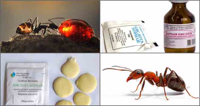 Борная кислота от муравьев в квартире: рецепт отравы и пропорции (отзывы)