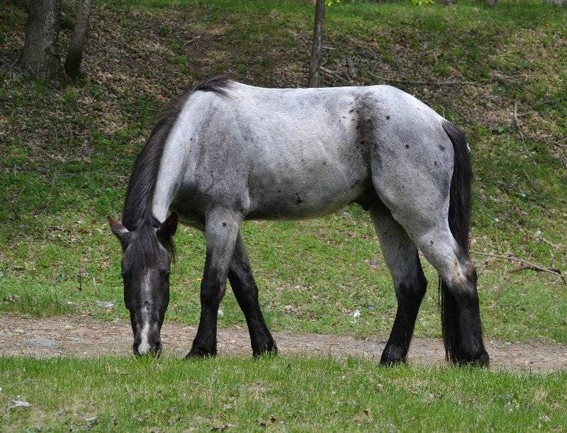 Буланый конь — какой это цвет лошади
